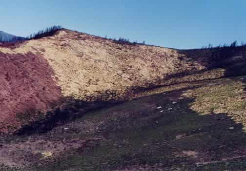 Straw covering burned area.